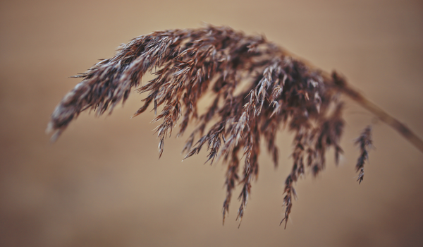 Help Detect Invasive Phragmites